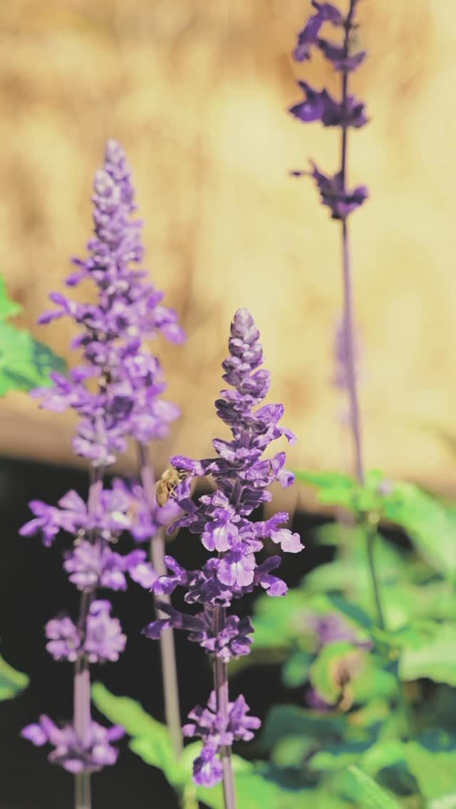 Instagram image
