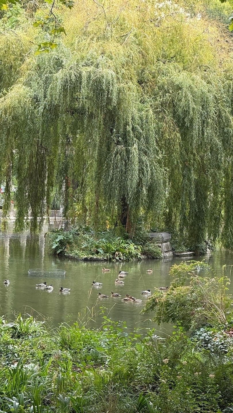 Instagram image