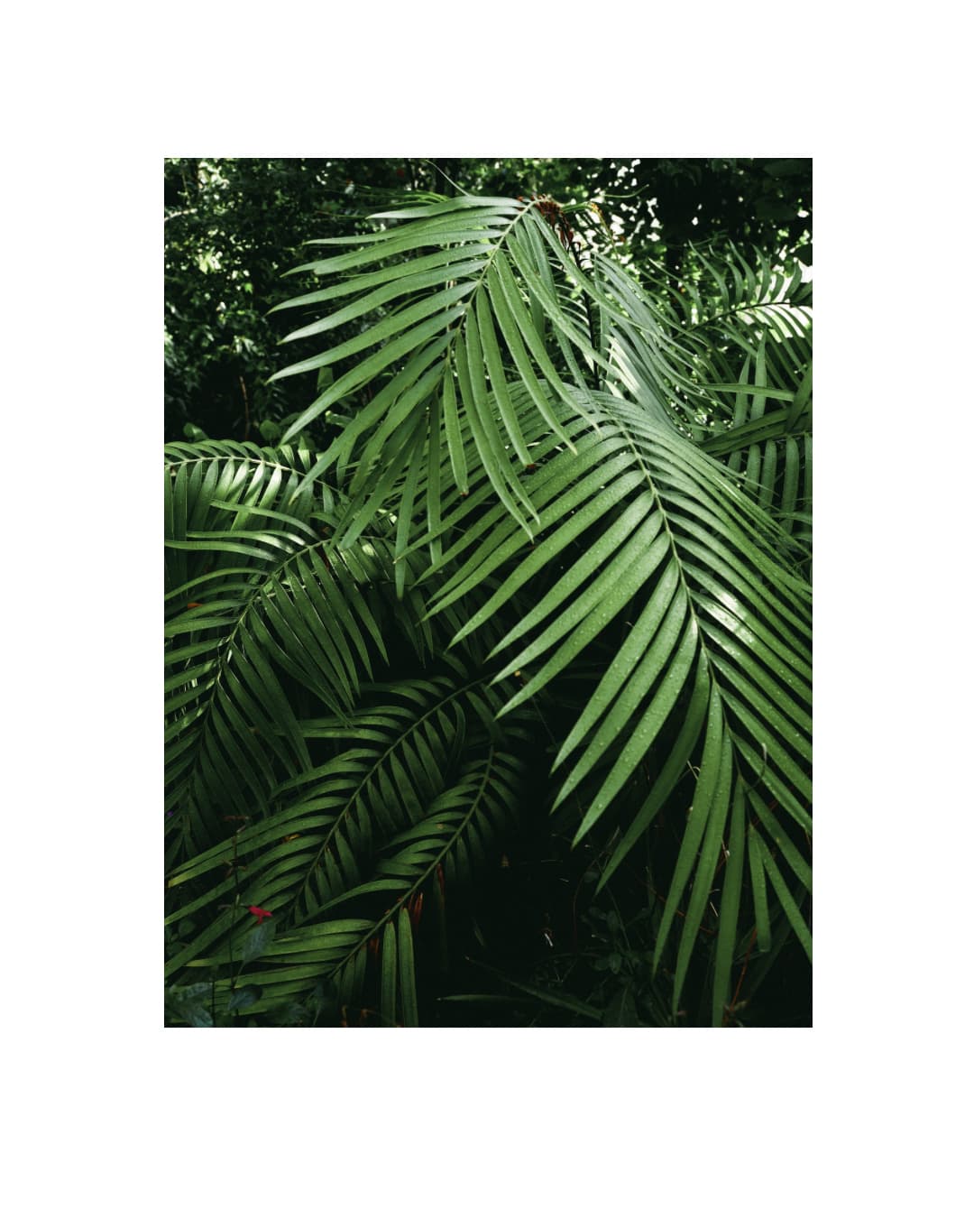Instagram image