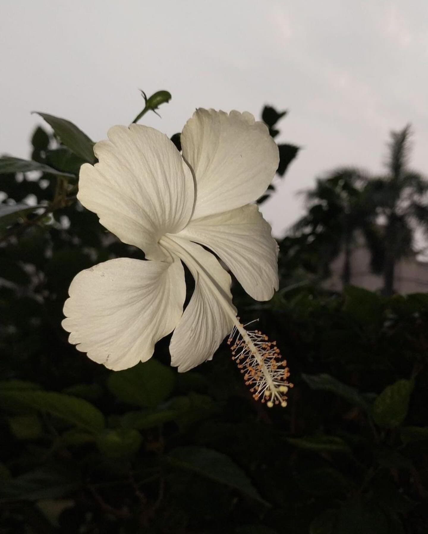 Instagram image