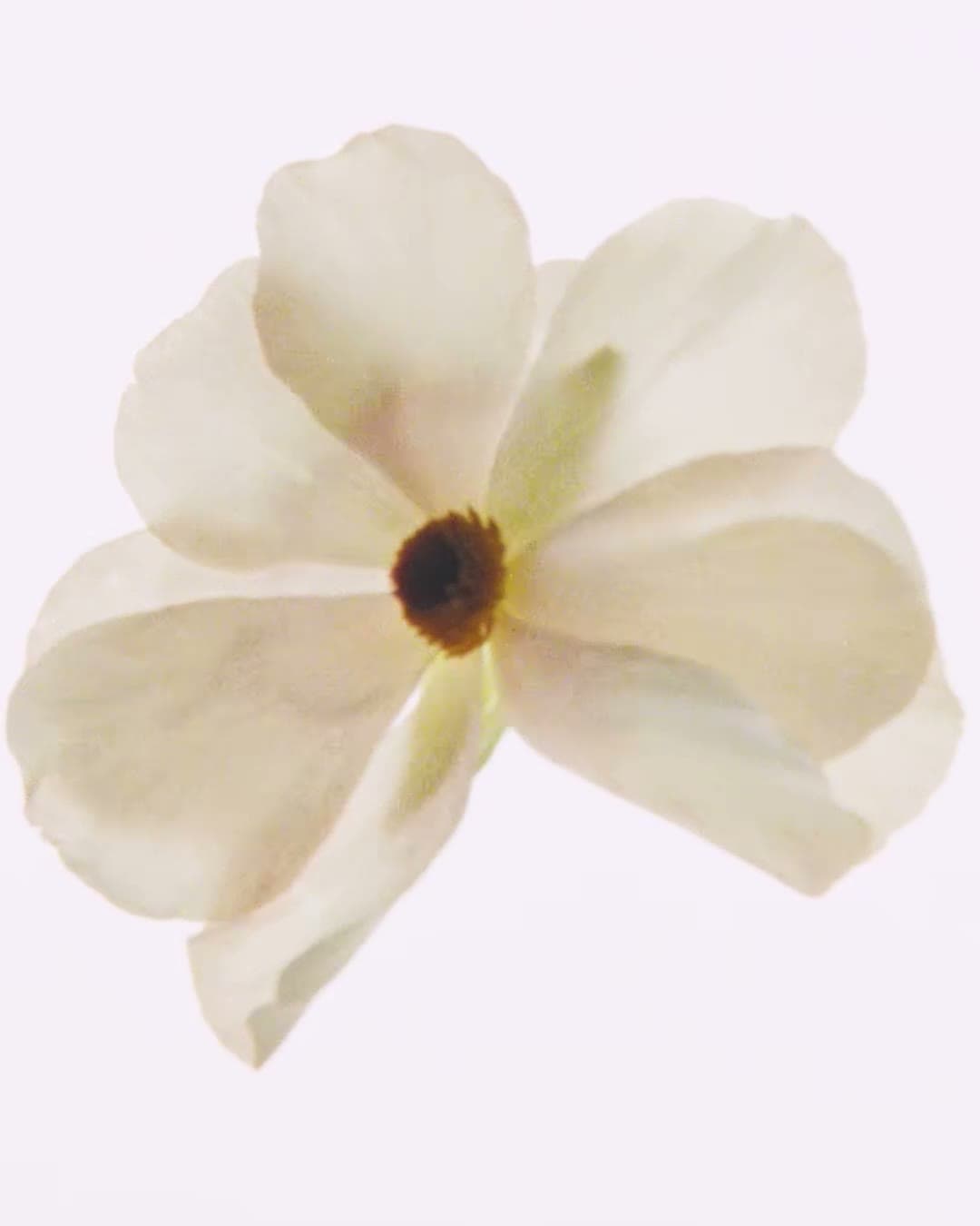 Instagram image